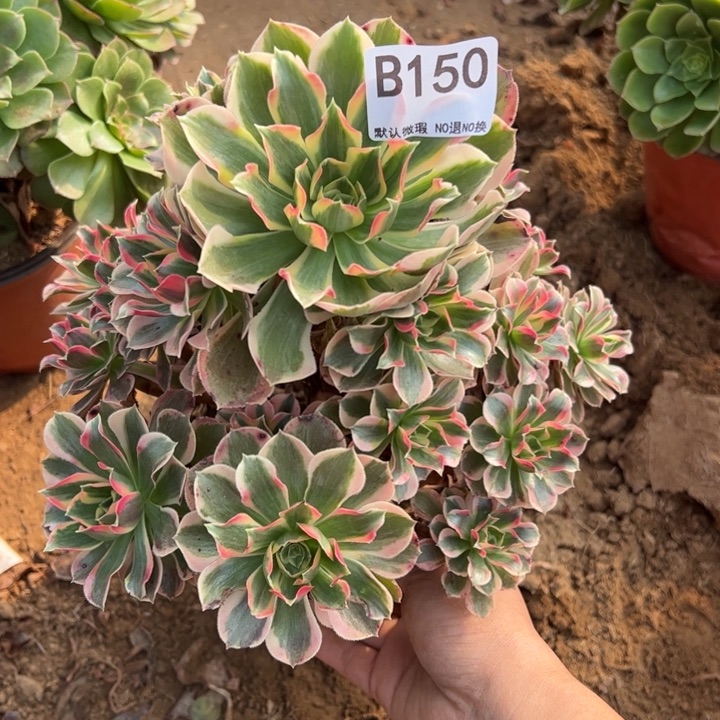 女郎多肉植物150.
