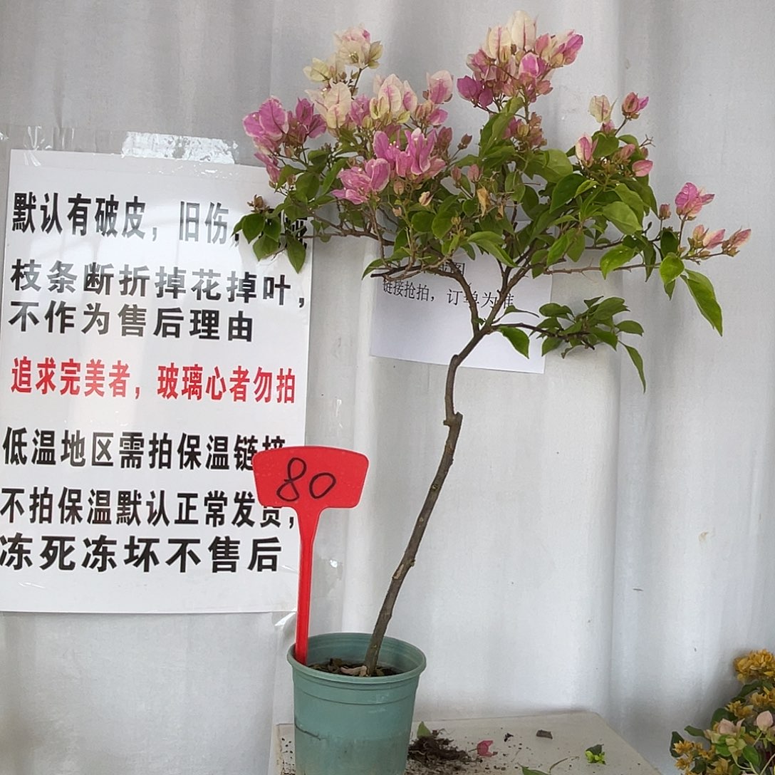 当前无花栽培后可以开花80章红樱有破皮