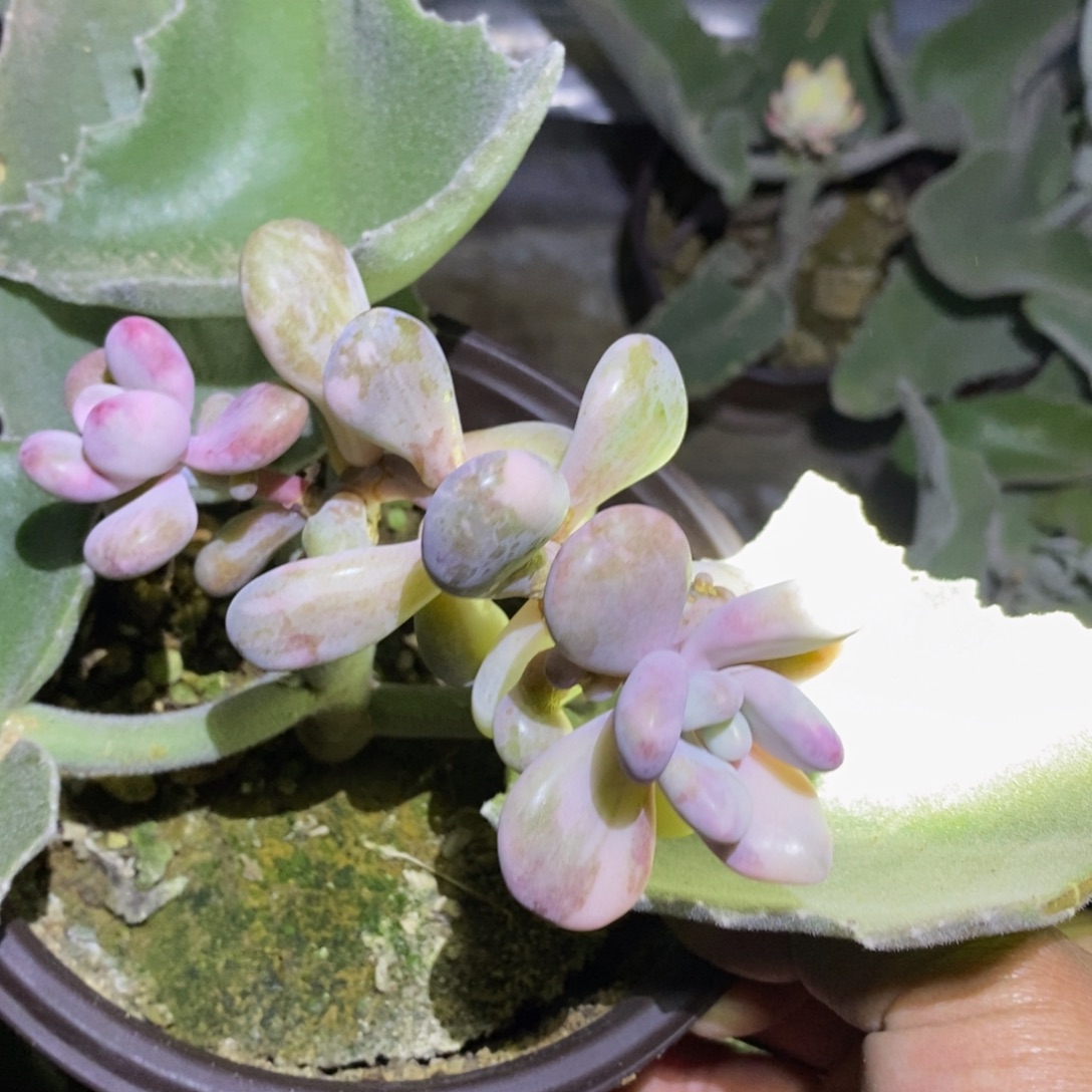 当前无花栽培后可以开花桃蛋锦