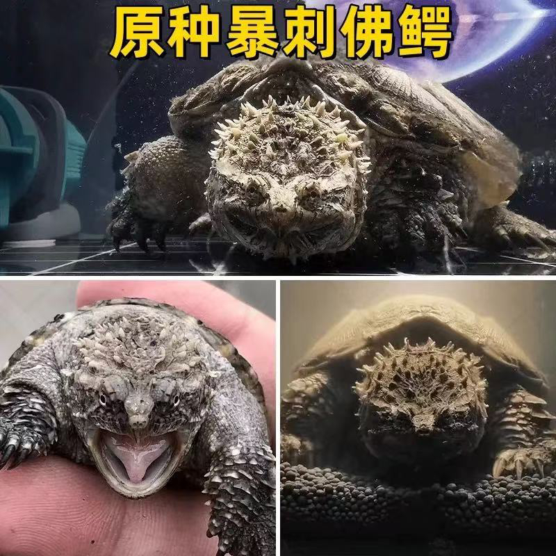原种纯佛鳄龟（直播间挑选乌龟）