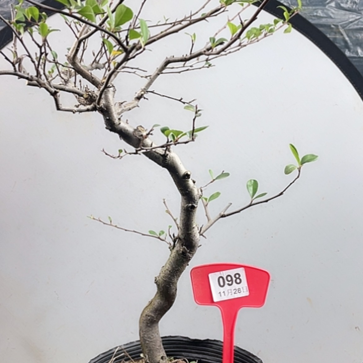 【闪购商品】无花朵098