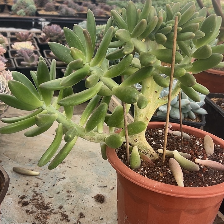 金蟾群生缀化多肉