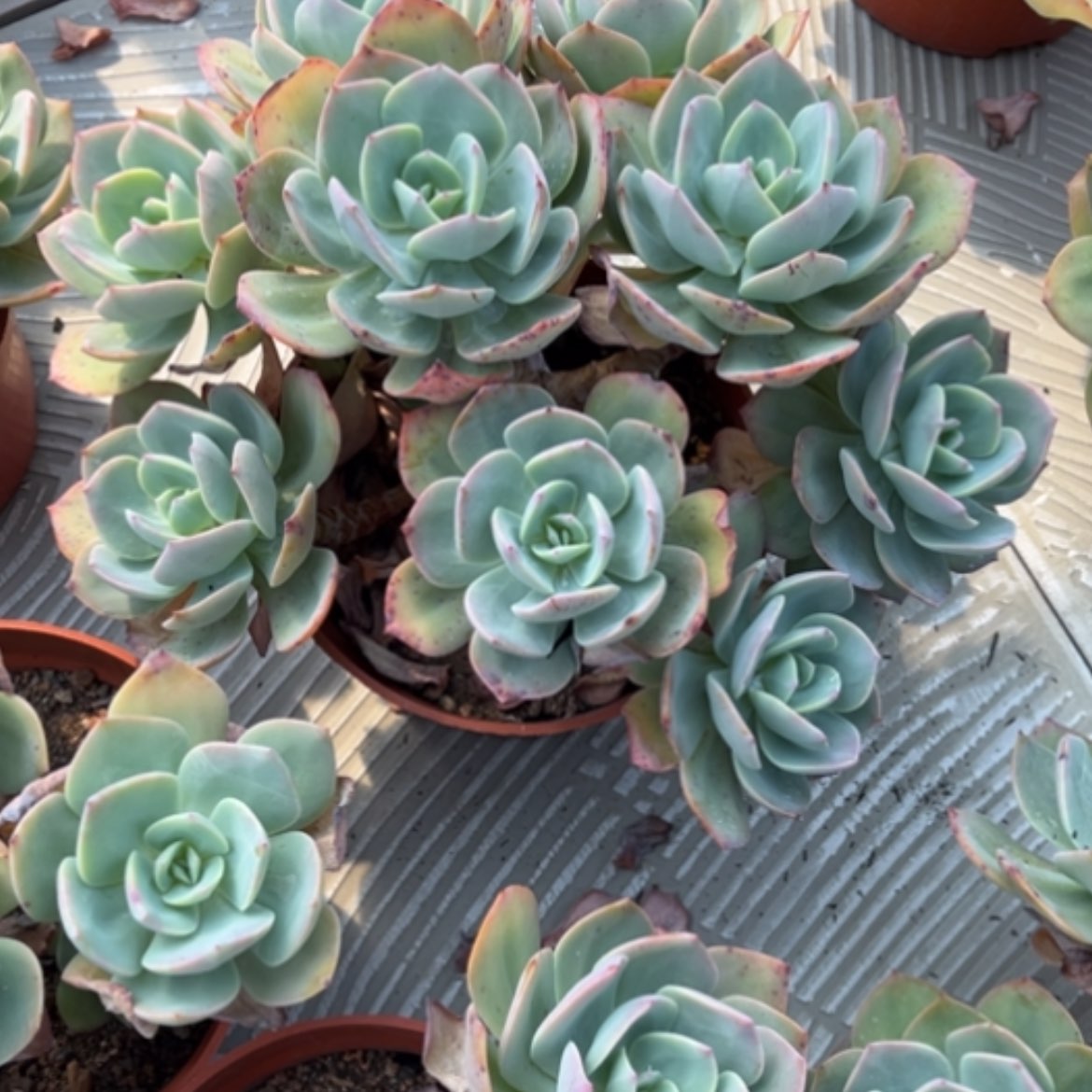 【闪购商品】馨*白凤