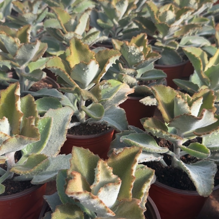 兔耳嫁接木一颗的价格