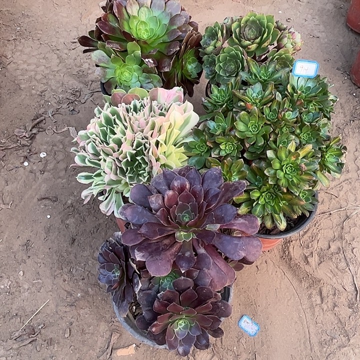 914多肉植物瑕疵特价，