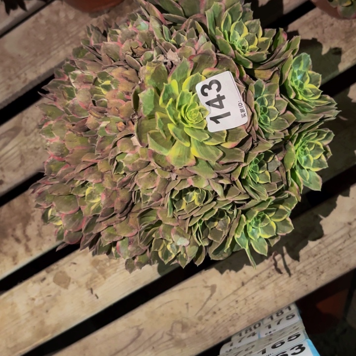 143粉海王多肉植物