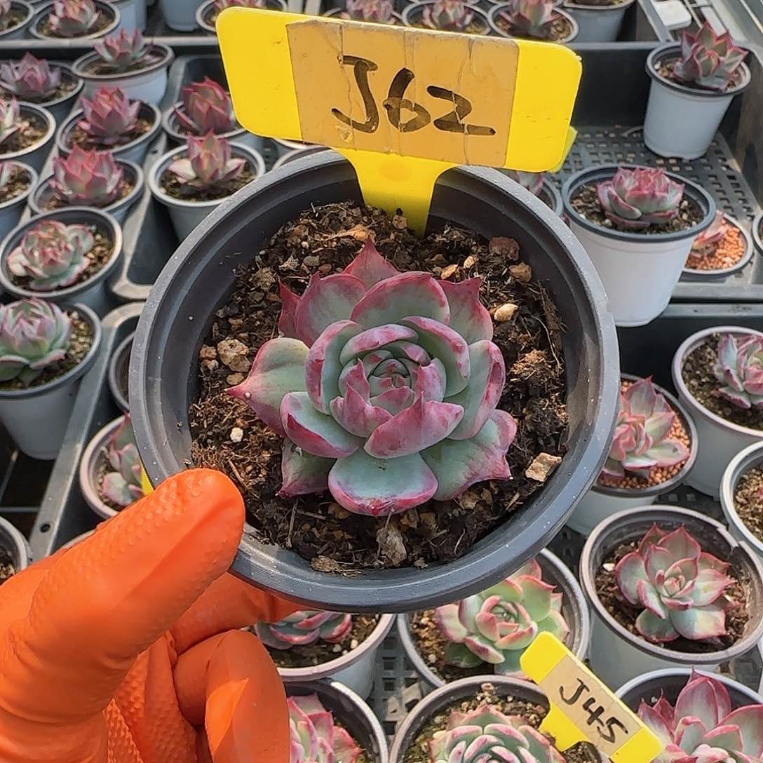 ?*儿J62惊鸿单头多肉