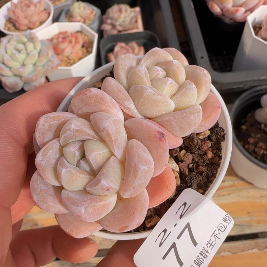 双头老桩冰玉一颗