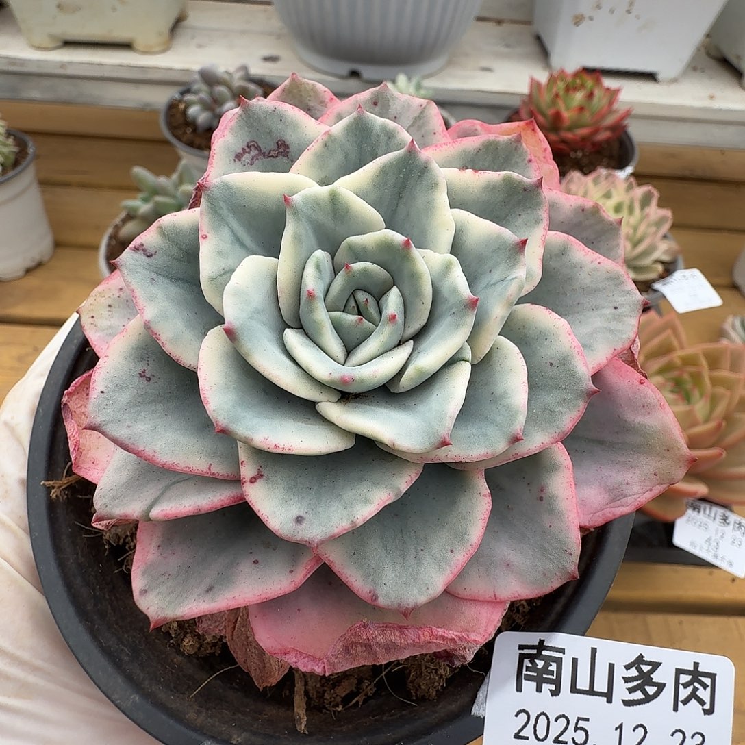 奶油黄桃111223-47