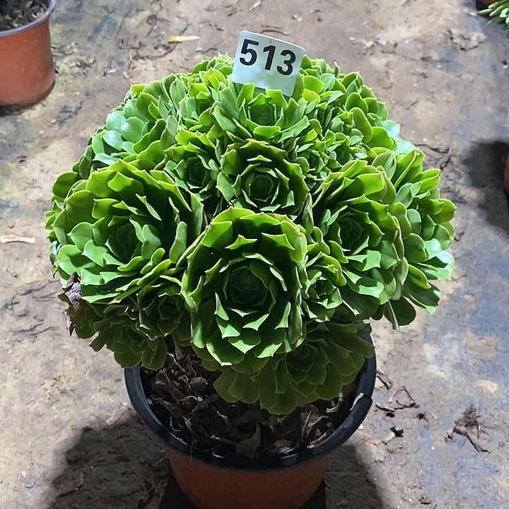 法师植物12345678