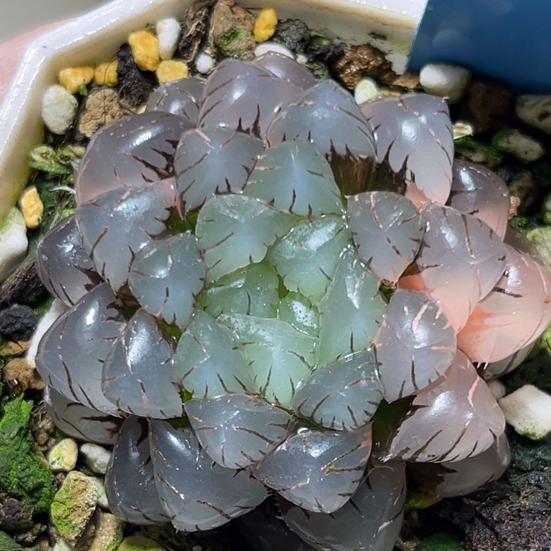 恭喜发财大吉大利873