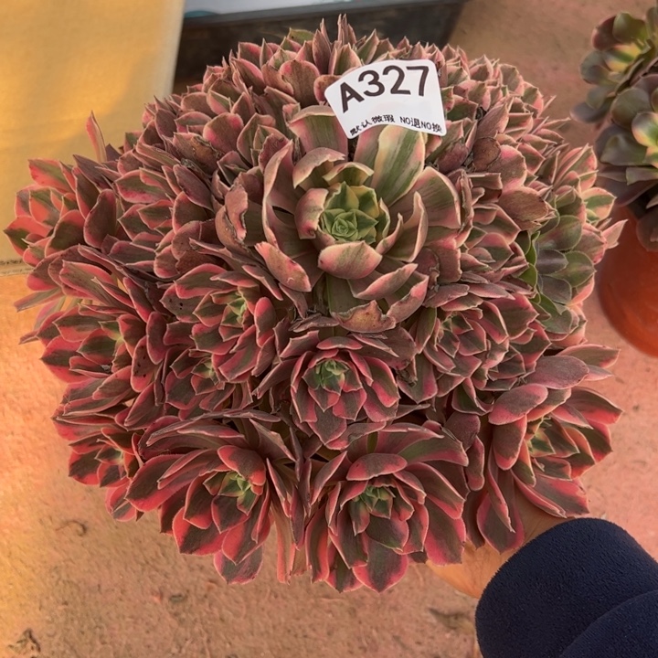 女妖多肉植物327.