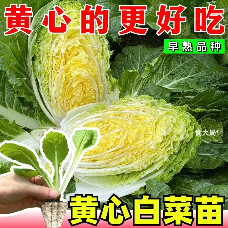 高产黄心大白菜秧苗耐寒耐热适合多季种植蔬菜秧苗