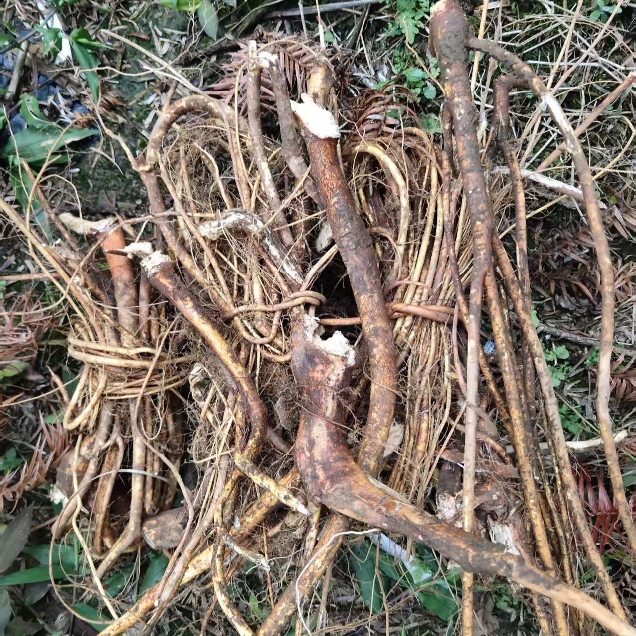 （顺丰包邮）赣南深山五指毛桃（无硫）根茎自然晒干奶香味足煲汤泡酒