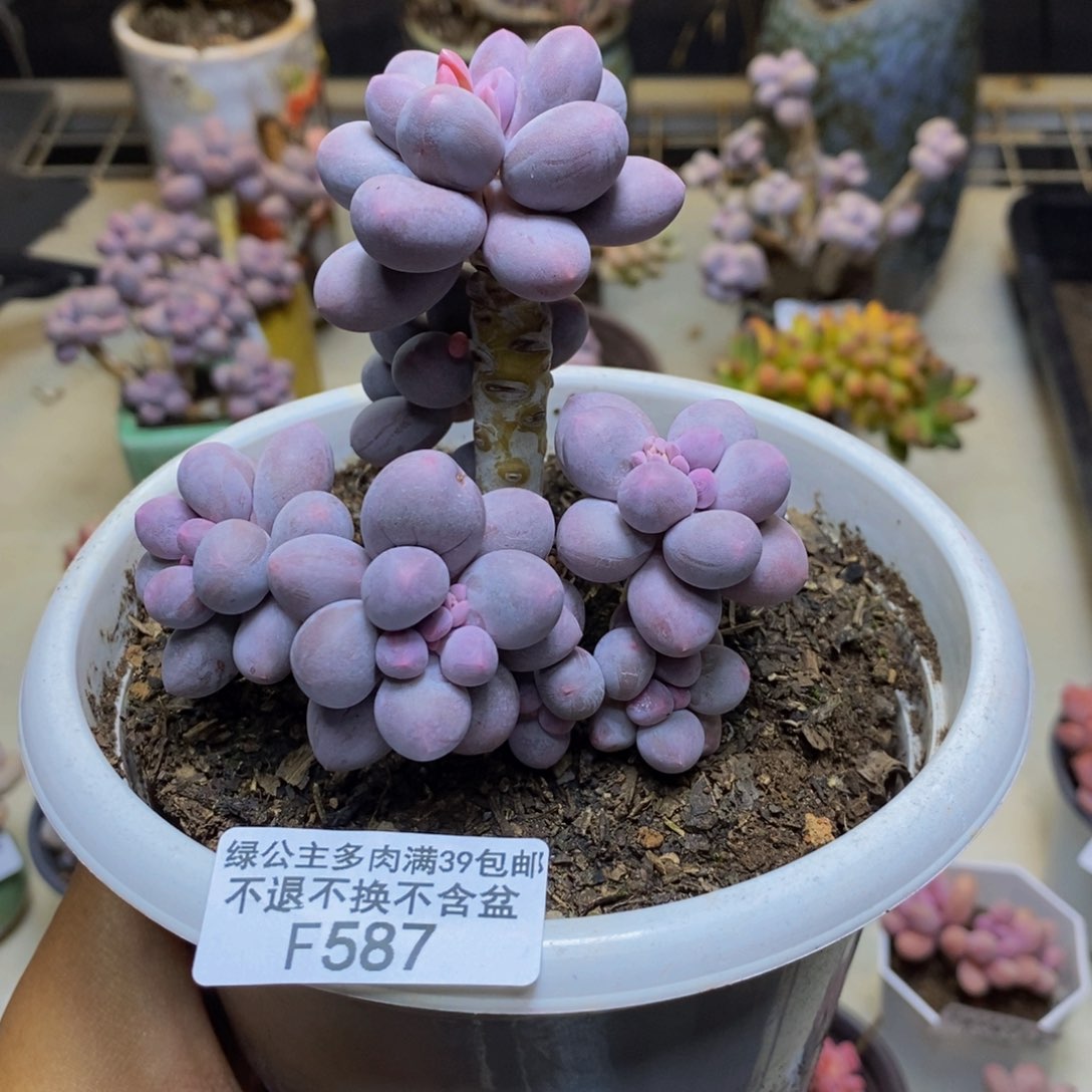 587香水手指奶多肉9cm