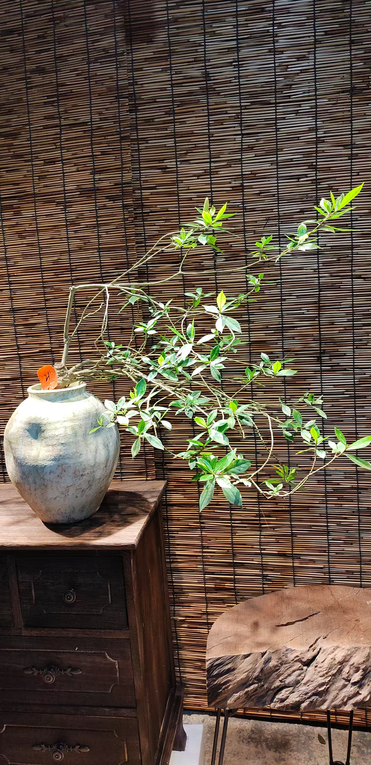 21号海岛栀子花盆景室内办公室观赏意境高端绿植