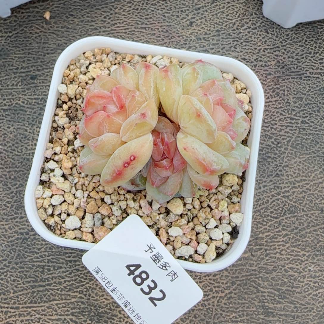 福利，4832多肉植物