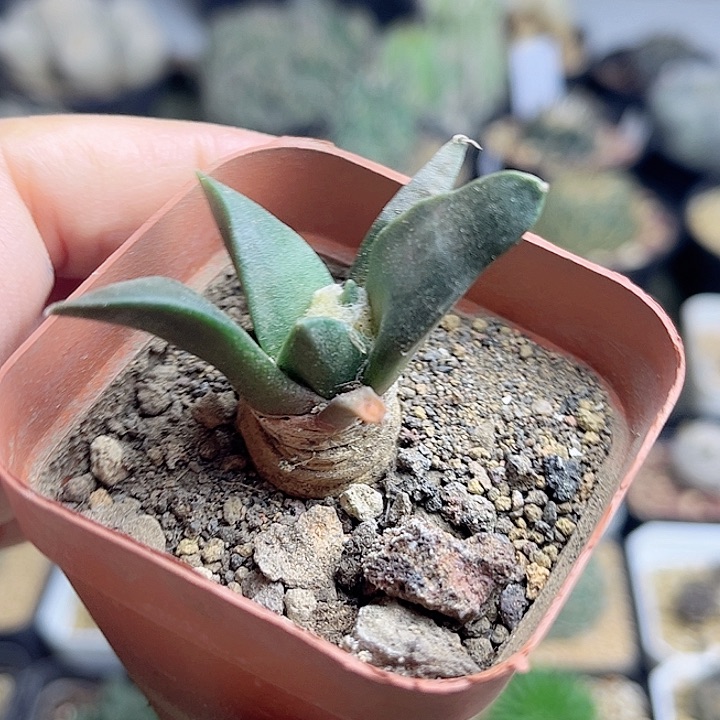 牡丹实生球4.5公分