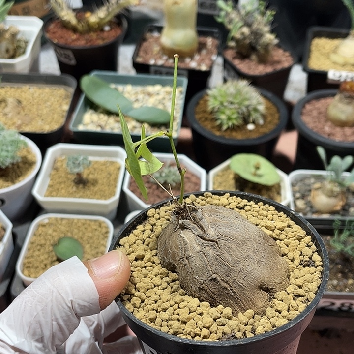 328象足龟甲龙块根