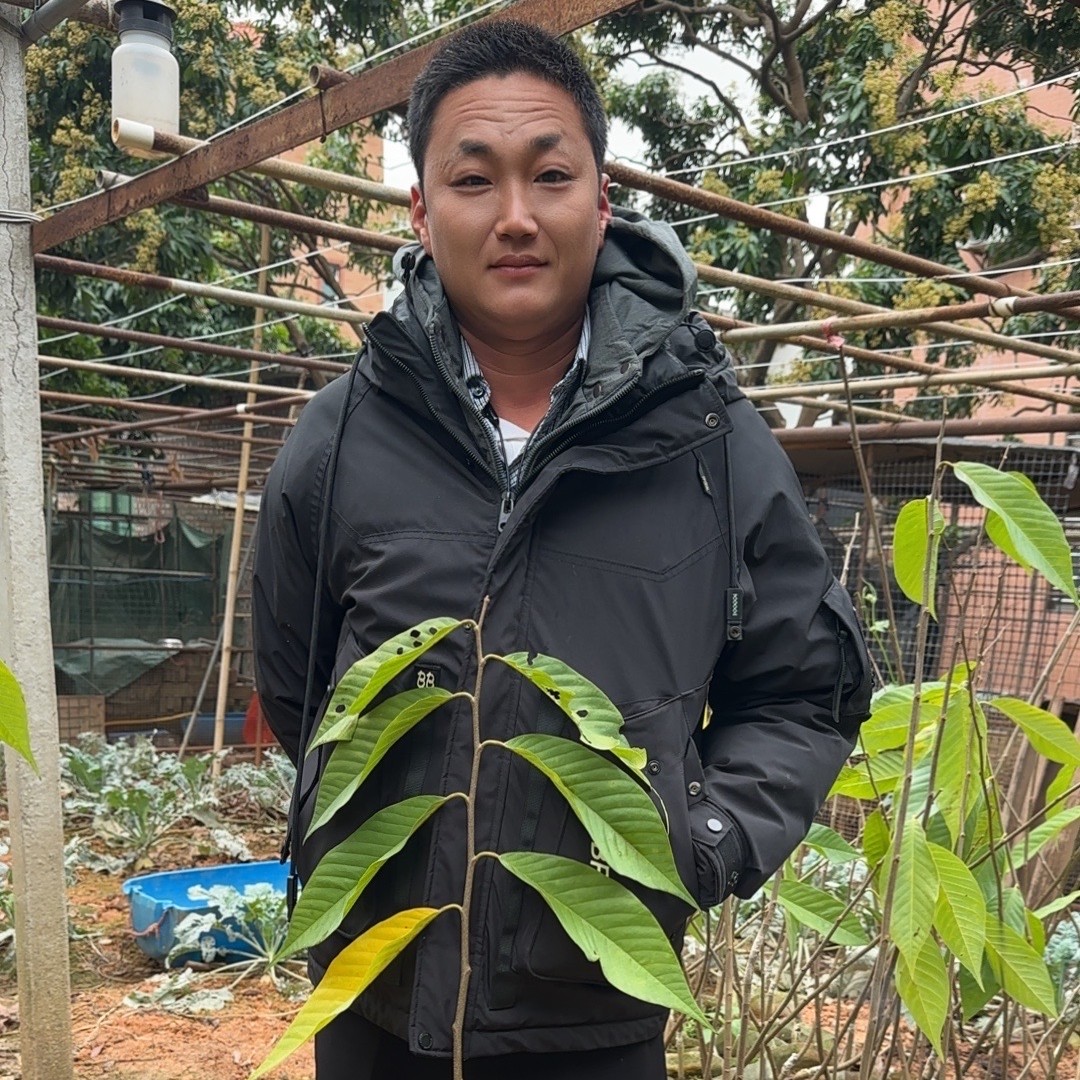 红皮释迦袋嫁接苗-京东包邮