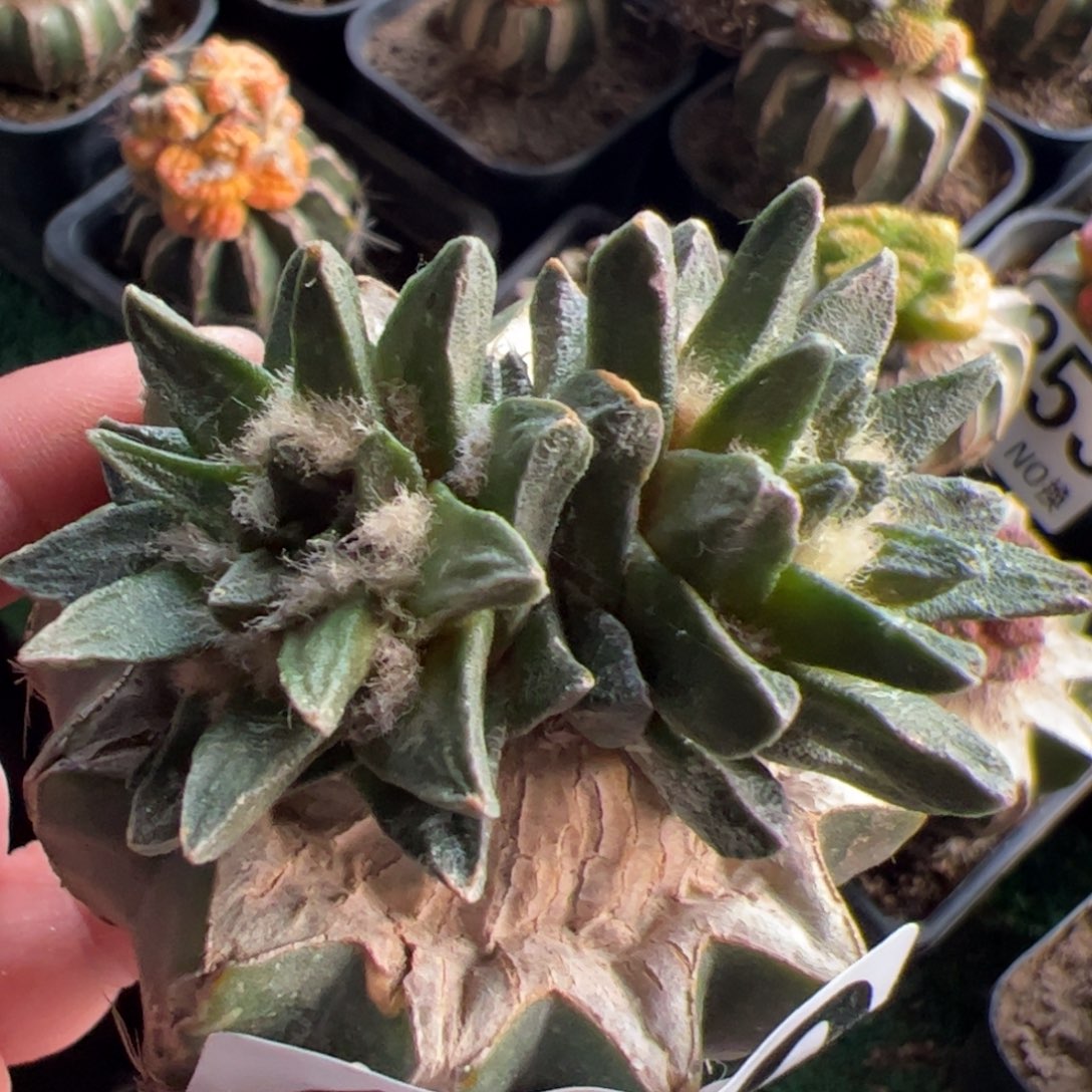 双头龙角牡丹430