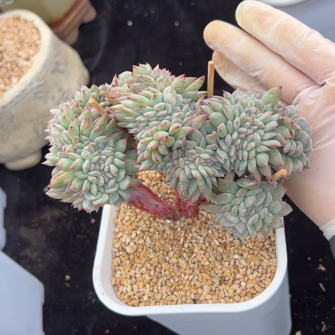 新年快乐 新年快乐 新年快乐