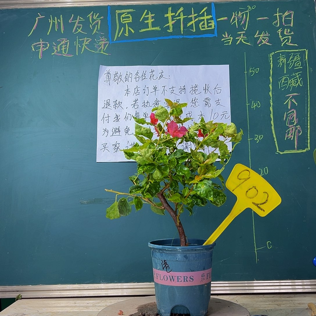 当前无花栽培后可以开花 粗弯  香港丽人  902