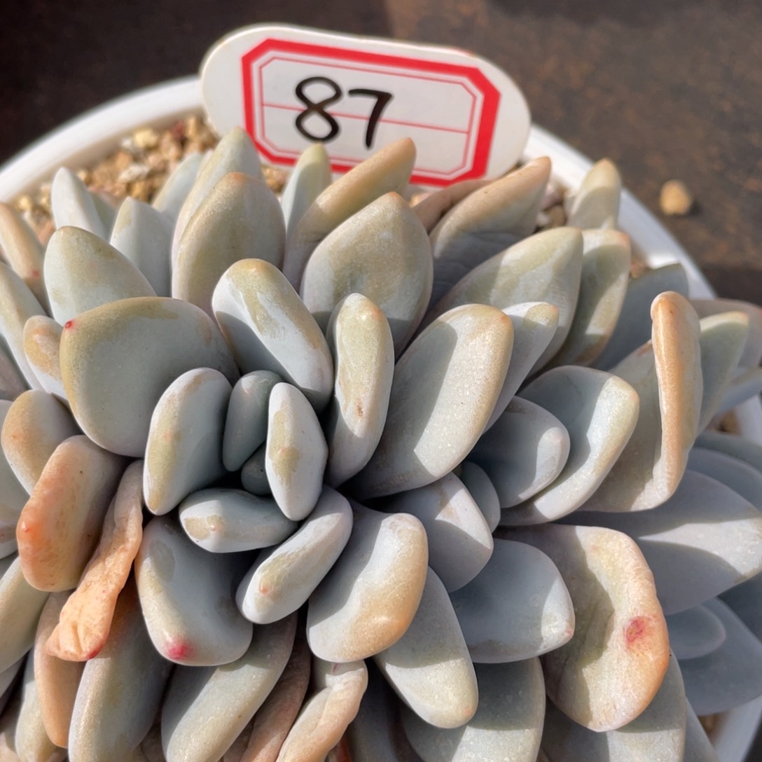 美****?姐姐我要买一个大