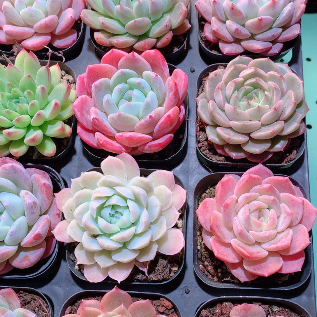 2-量拍品质保证多肉带盆16颗全单头