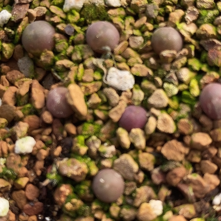 852姬空蝉一组。      