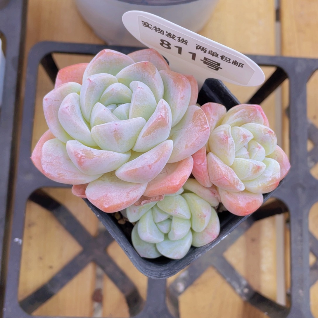 811号 樱花钻石冰玉群生一个