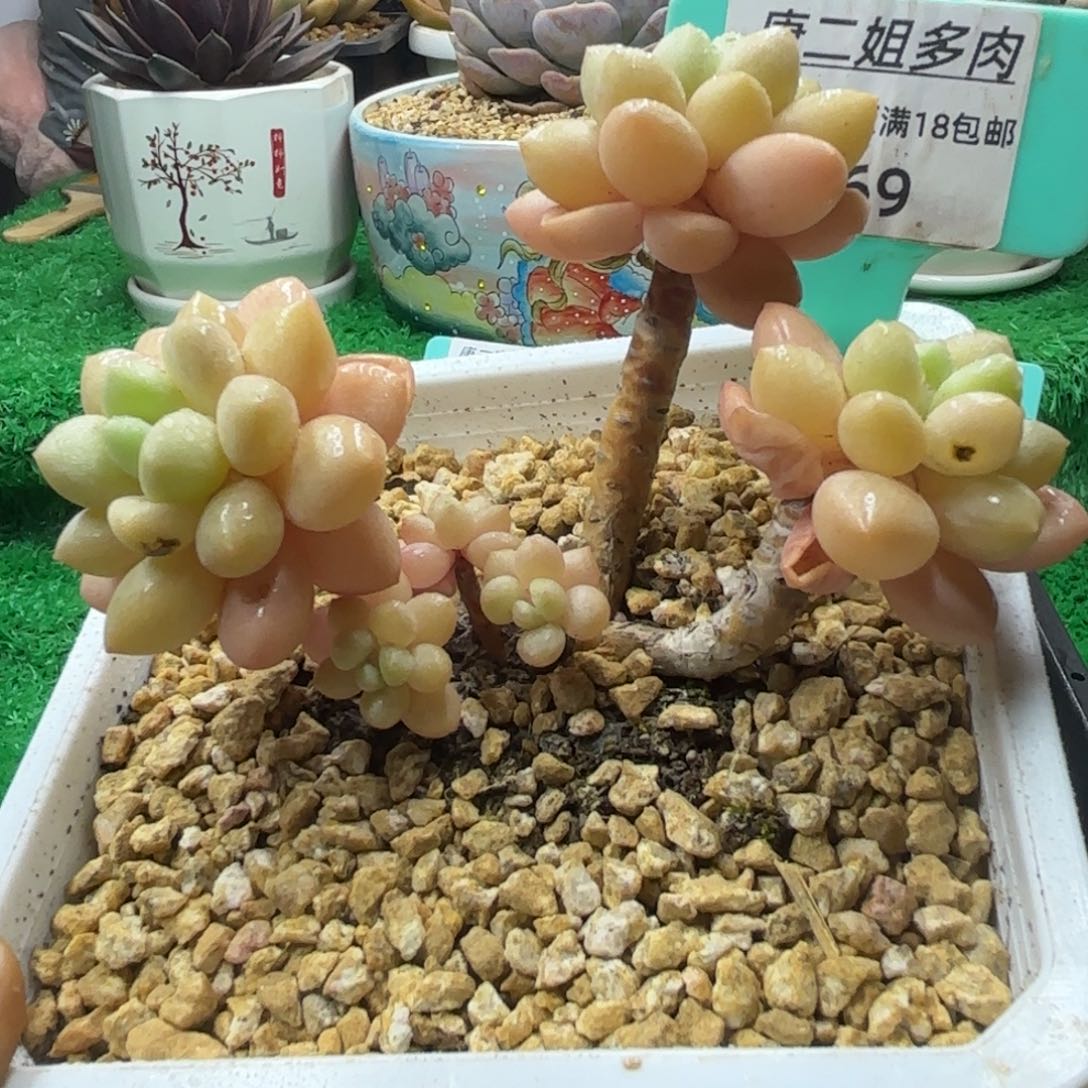 唐二姐多肉编号169