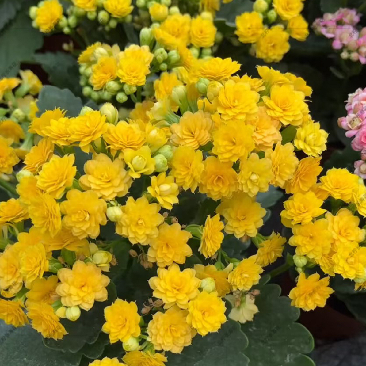 【姚黄】重瓣大花长寿花