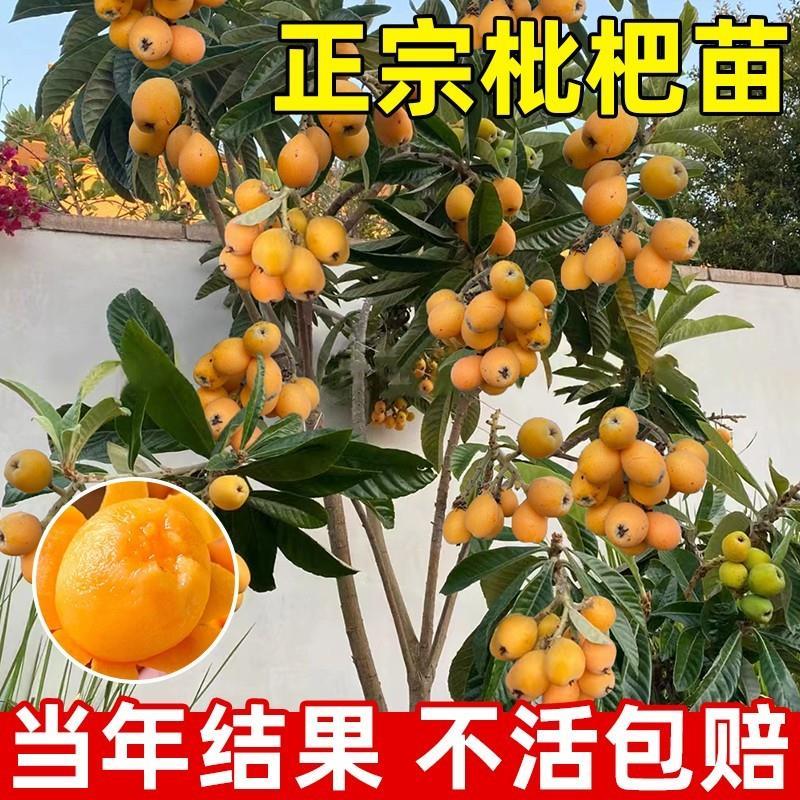 【2颗】【枇杷树苗】嫁接果苗大果南北方种植庭院耐寒无核四季果树苗