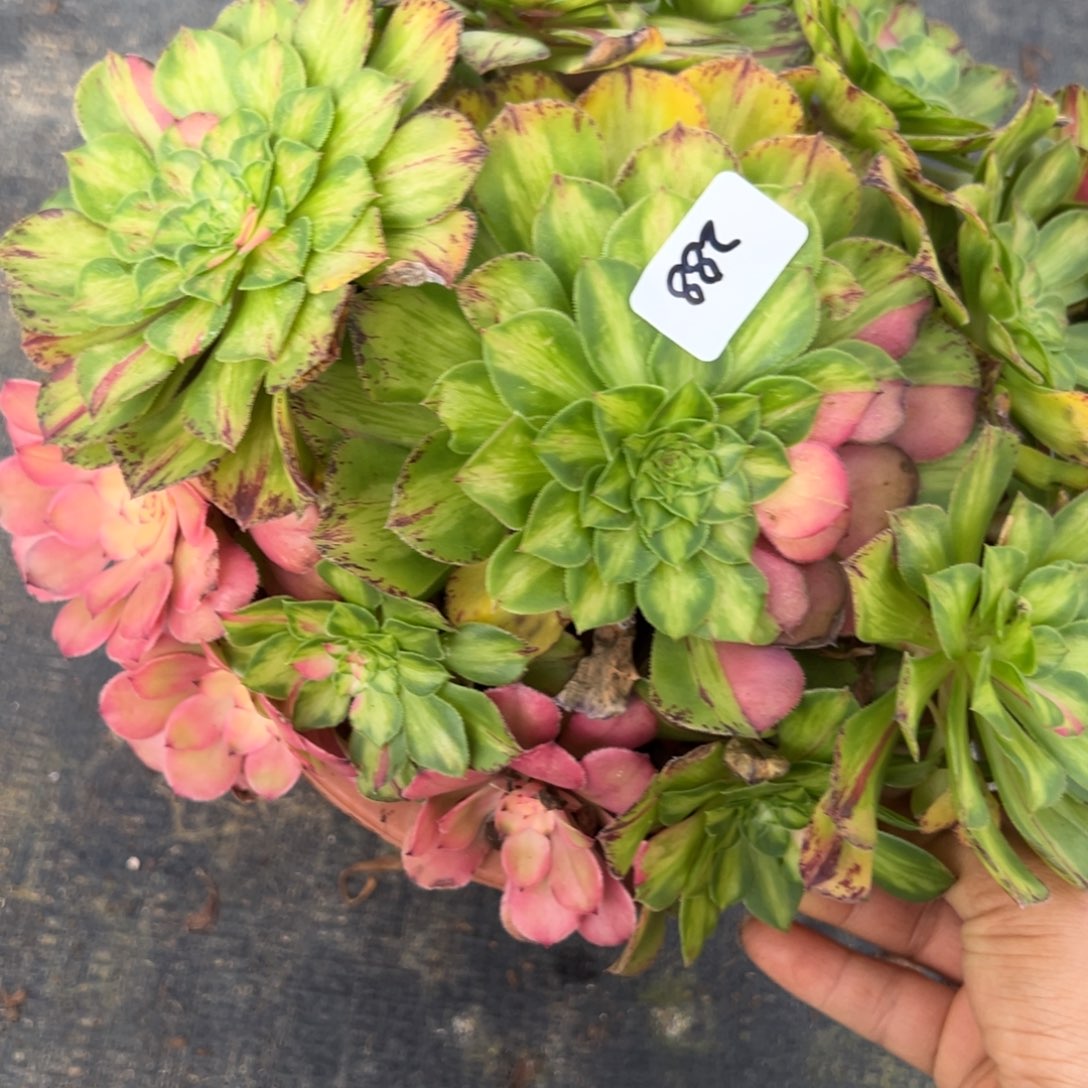 288知否多肉多肉多肉多肉