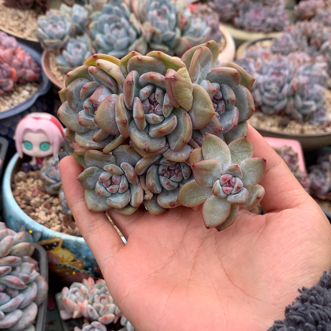 六头石榴籽无砍小脸