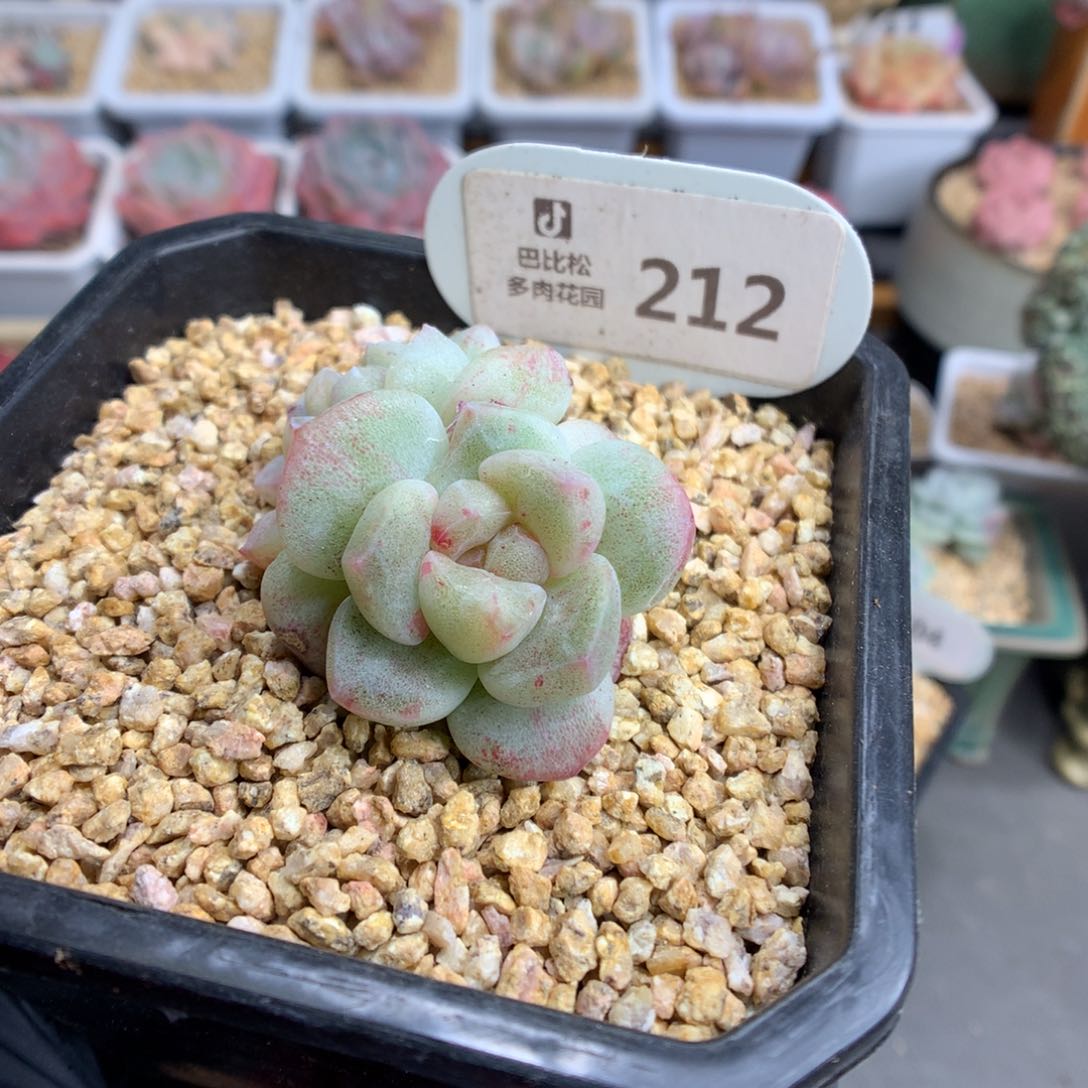 212 特冰玉石化多肉