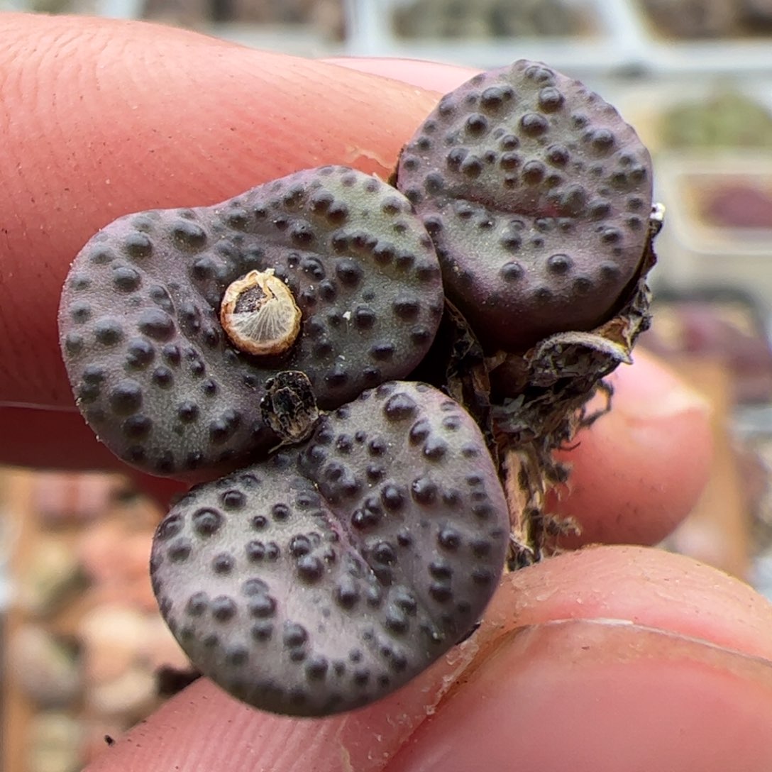 082号红椒安贞 多肉植物