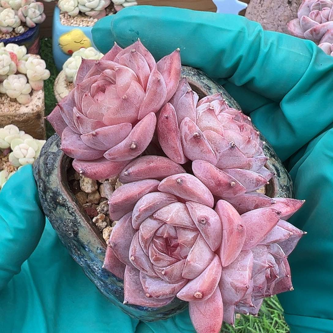 xhvgxvvhhvbbbhbbbbbhh