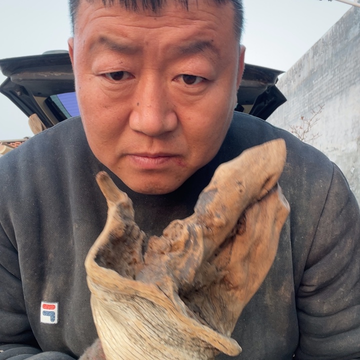 日***出柏木（崖柏）啊啊啊啊啊啊啊啊