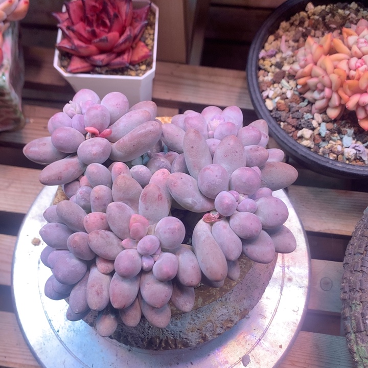 汤圆z z z z z z z