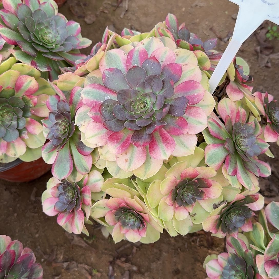 4123雨荷多肉法师多肉