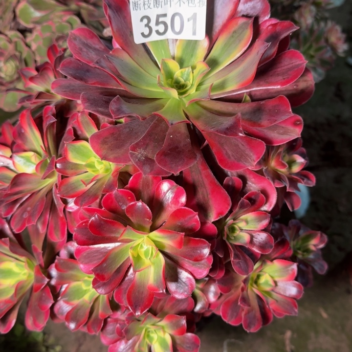 3501美杜莎不包断枝