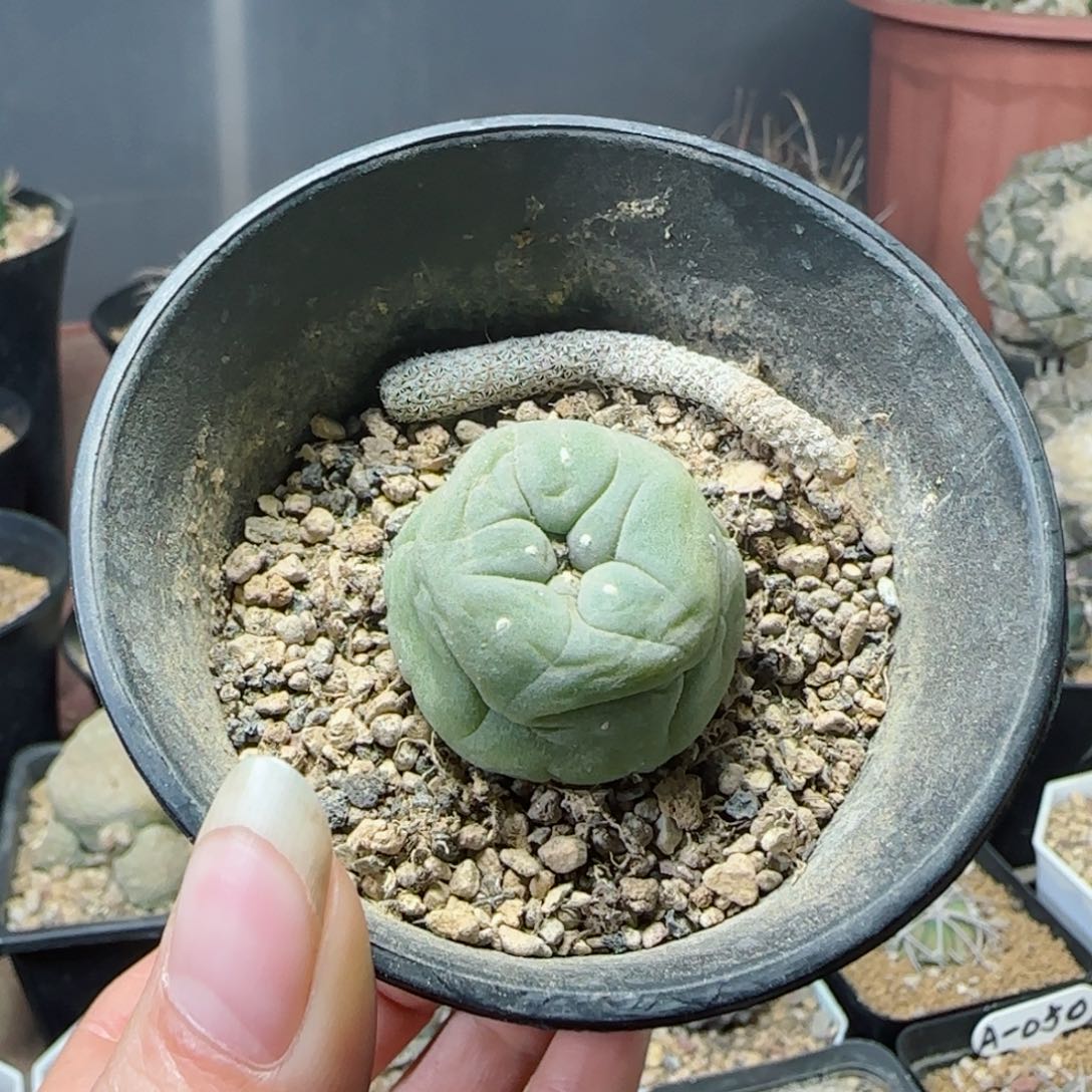 实生奶翠多肉00000