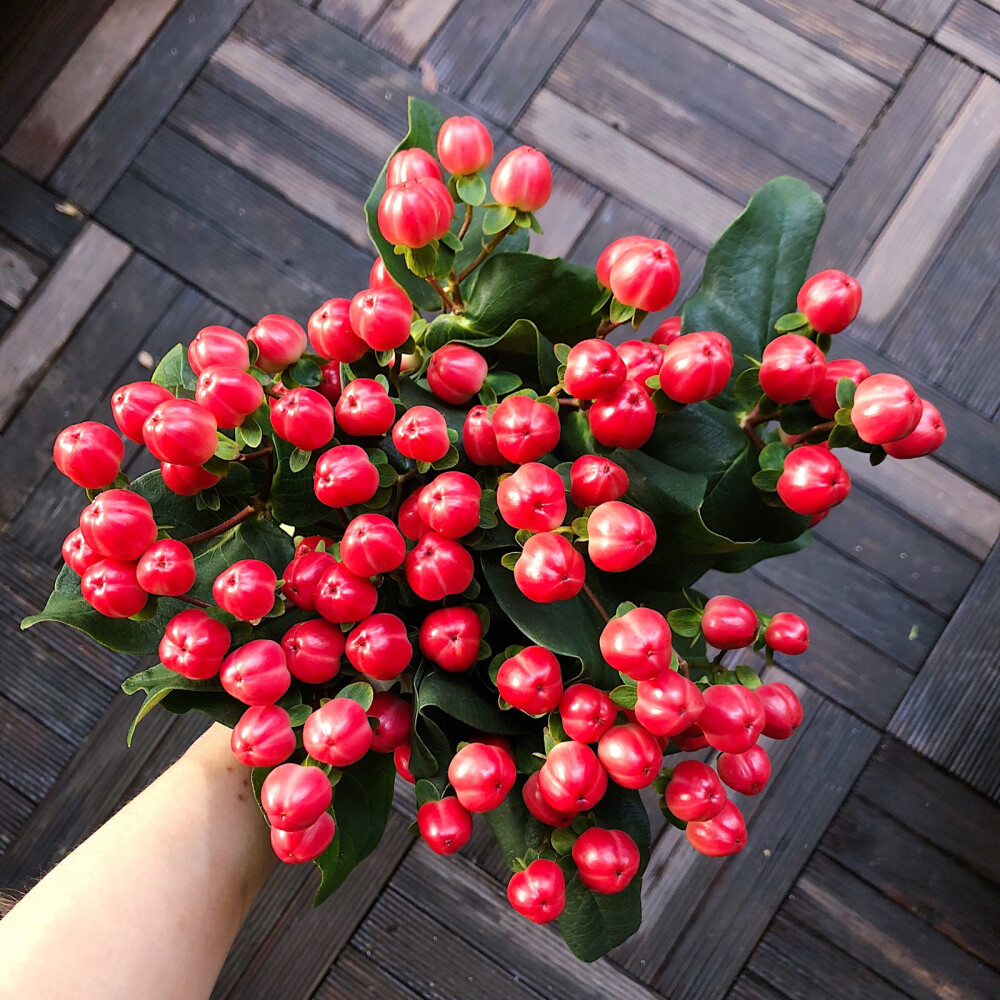 【红豆|相思豆】红色系草花红豆云南鲜花基地