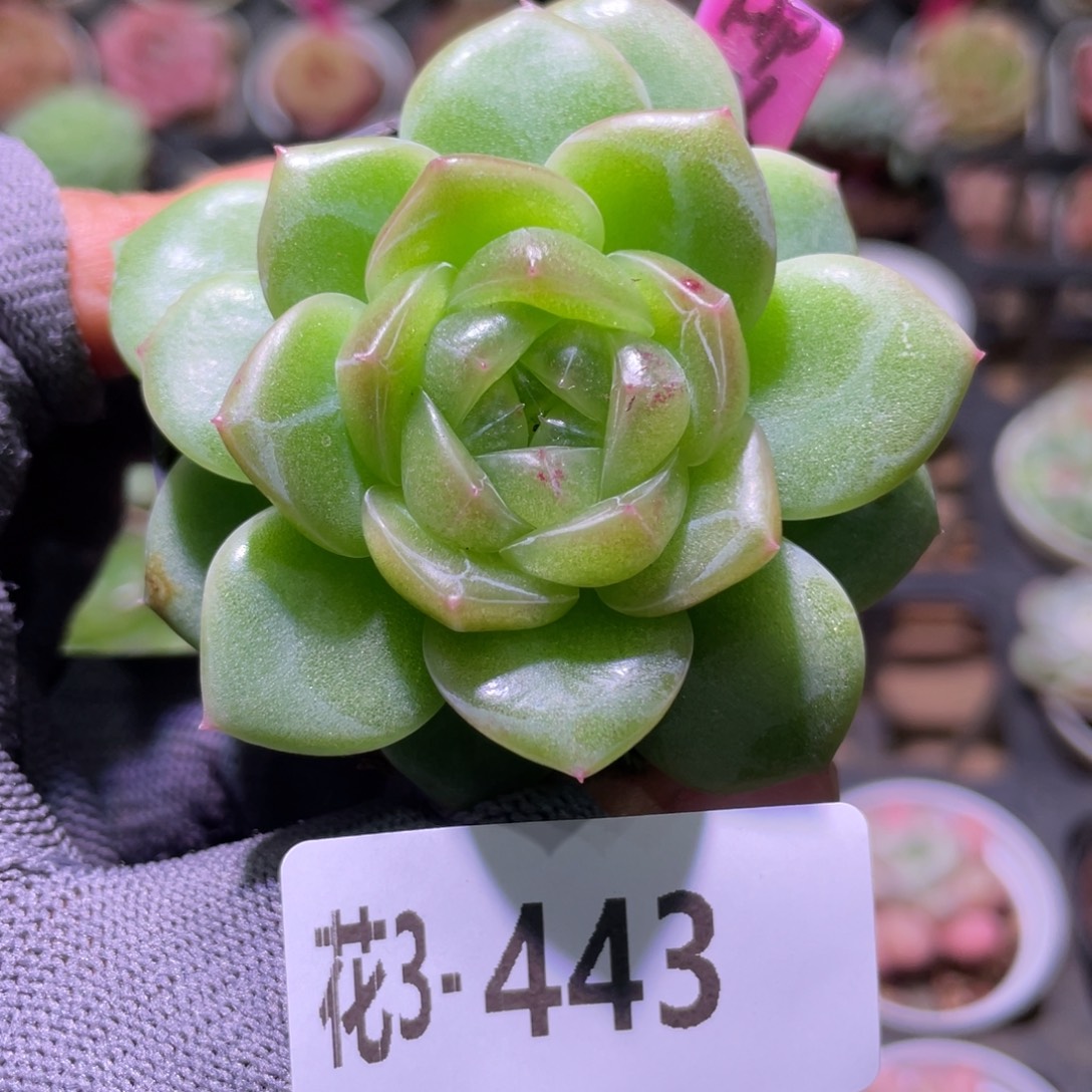 花利美3-443珍妮  