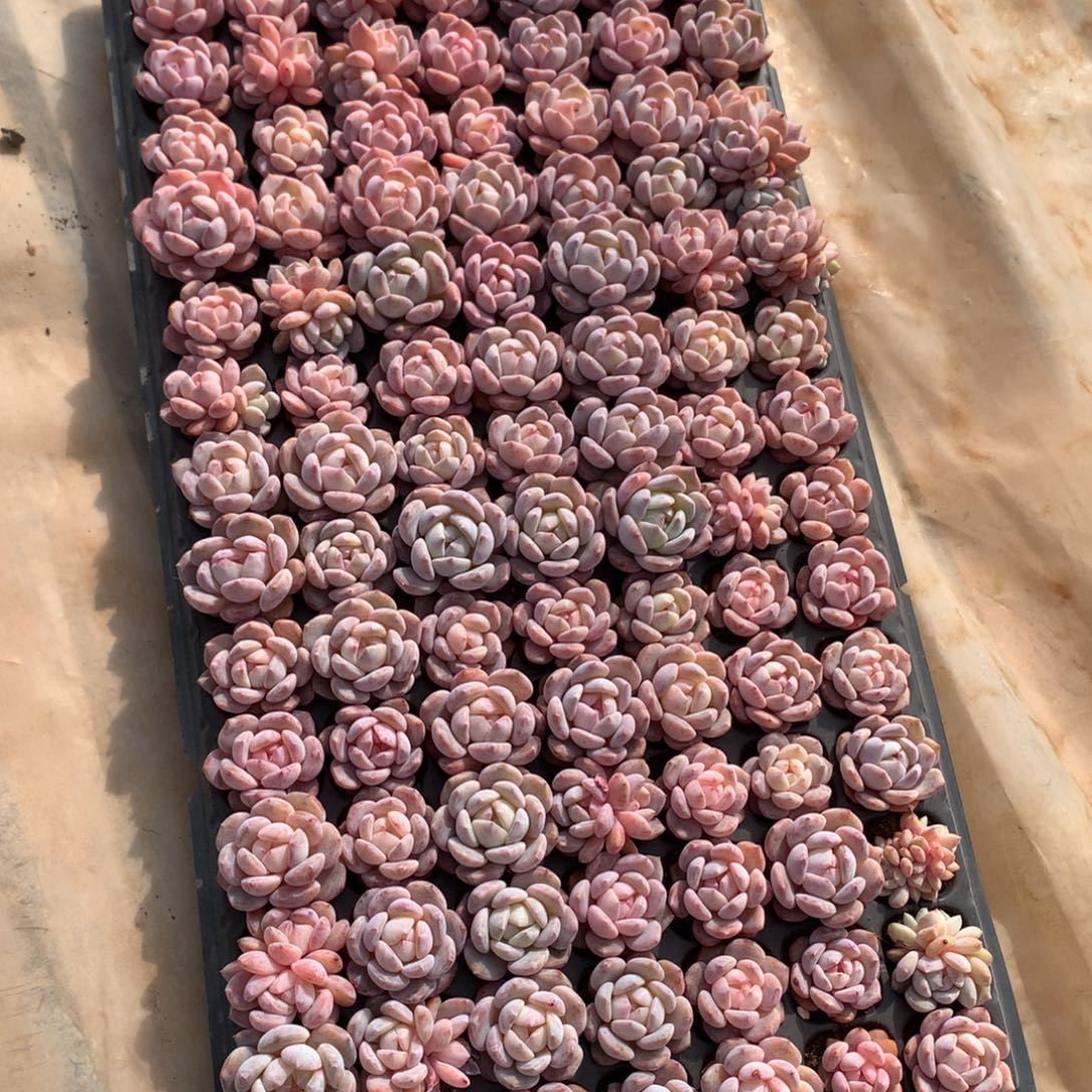 平***，哈哈哈哈哈哈哈哈哈哈