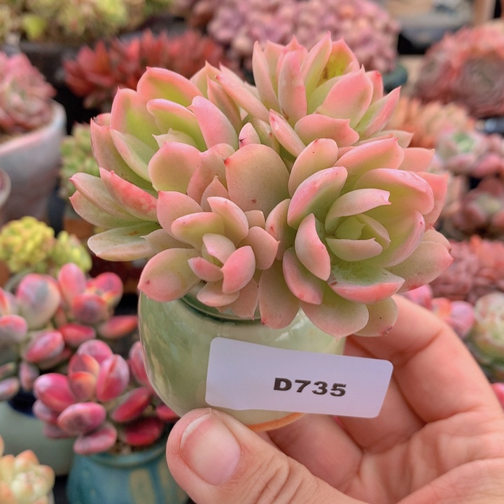 一物一拍含盆土满38包邮D735