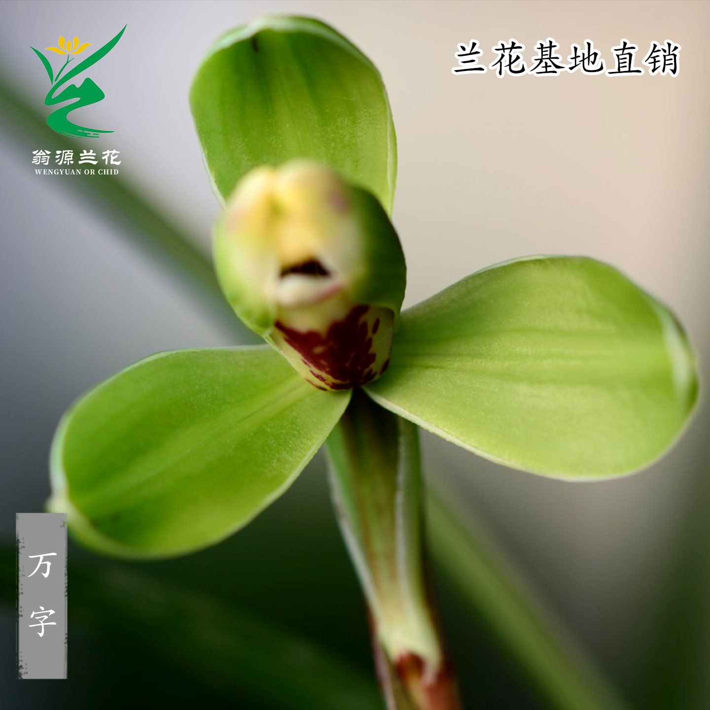 翁源兰花正品春兰细叶万字带花正格梅瓣浓香好养绿植花卉