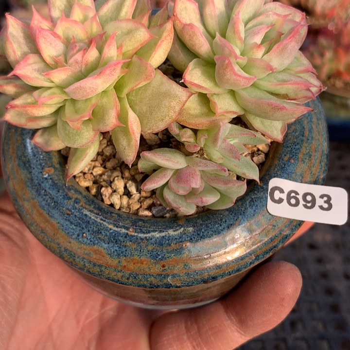 c693一物一拍多肉植物